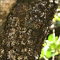 Ceriops australis